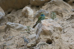 Merops cyanophrys