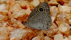Ypthima asterope