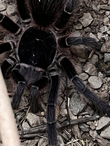 Photo of Brazilian Giant Black Tarantula (Acanthoscurria paulensis)