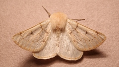 Dyscia distinctaria