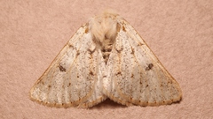 Dyscia distinctaria
