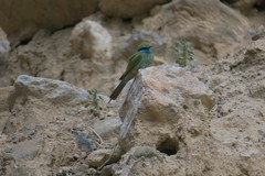 Merops cyanophrys