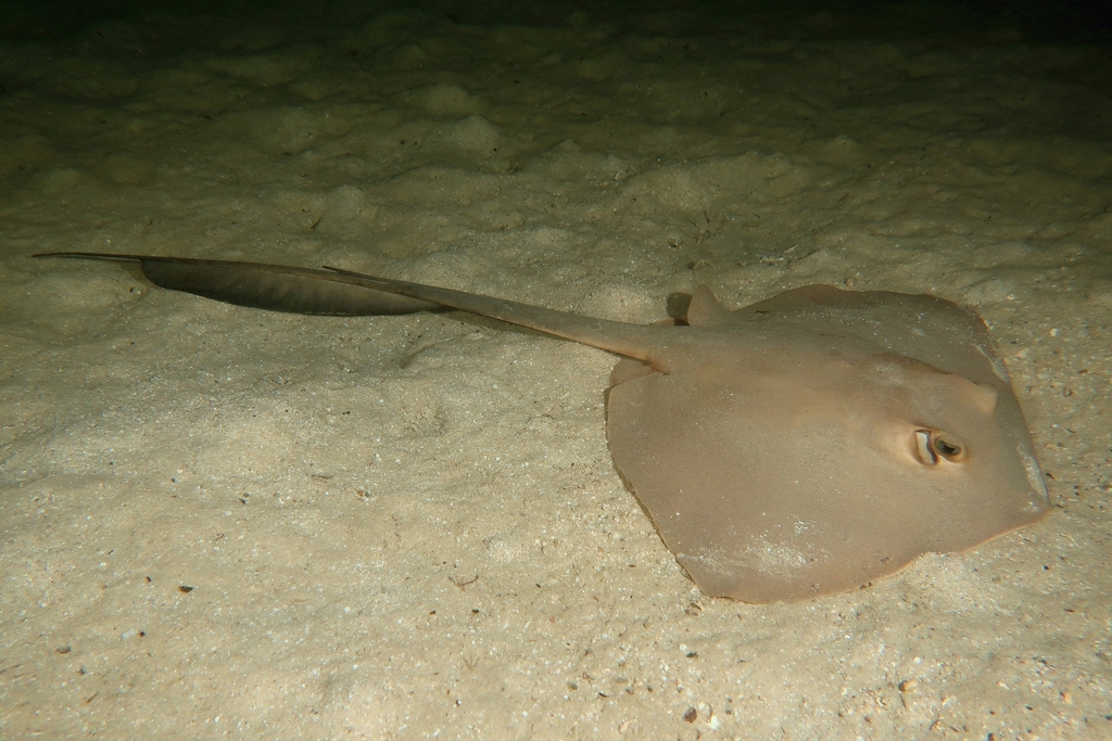Cowtail Ray
