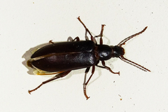 Eupsophulus castaneus