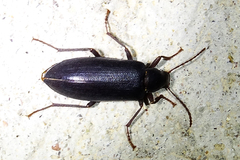 Eupsophulus castaneus