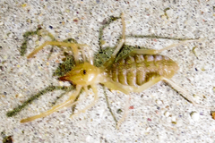 Eremobatidae