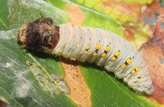 Abantis paradisea