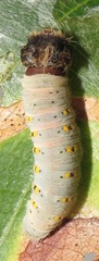 Abantis paradisea