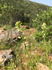 Caulanthus lasiophyllus