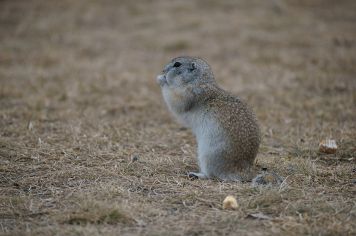 Long-tailed Ground Squirrel
