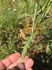 Caulanthus lasiophyllus