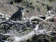 Geositta cunicularia