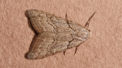 Nola thymula