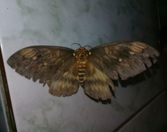 Citheronia bellavista