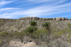 Yucca faxoniana
