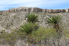 Yucca faxoniana