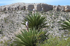 Yucca faxoniana