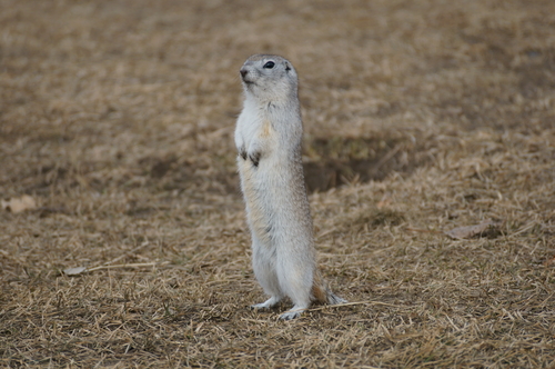 Long-tailed Ground Squirrel