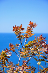 Pistacia atlantica mutica