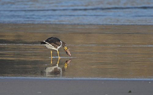 Belcher's Gull (Larus belcheri), photo 7