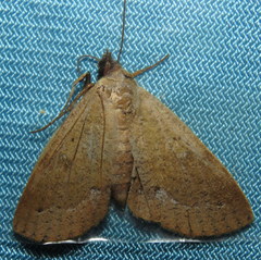 Ophyx ochroptera