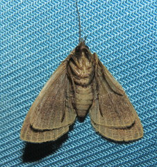 Ophyx ochroptera