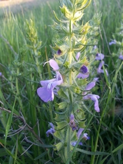 Salvia engelmannii