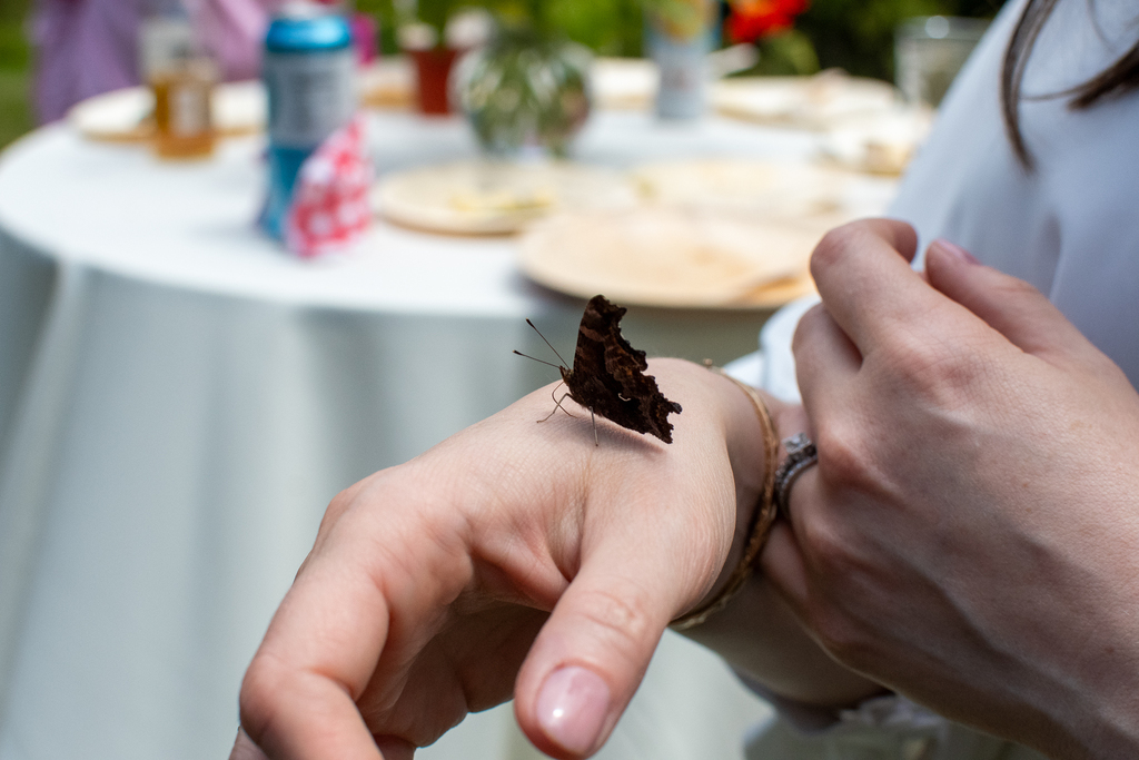 Eastern comma (Polygonia comma)