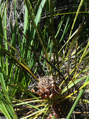 Protea angustata