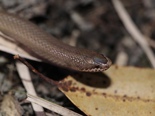 Sokosoko Ground Snake