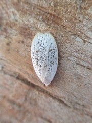 Durrantia piperatella