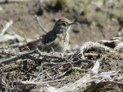 Geositta cunicularia