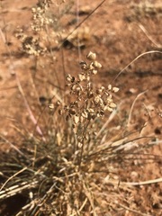 Eragrostis obtusa