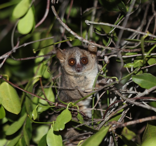 Ganzhorn's Mouse Lemur (Microcebus ganzhorni) — Endangered Mammalia