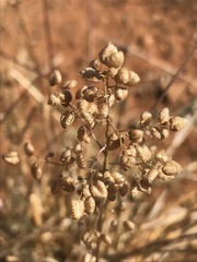 Eragrostis obtusa
