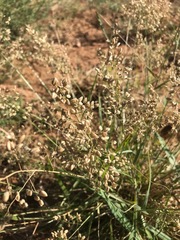 Eragrostis obtusa