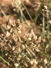 Eragrostis obtusa