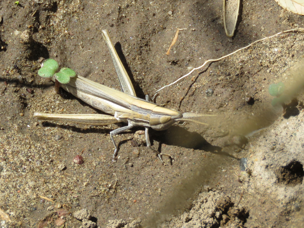 Sinipta