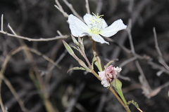 Oenothera kunthiana