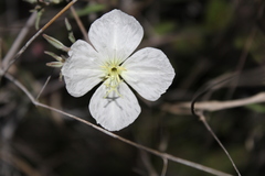 Oenothera kunthiana