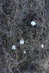 Oenothera kunthiana