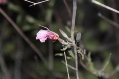 Oenothera kunthiana
