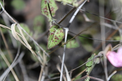 Oenothera kunthiana