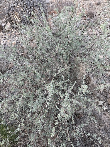 Silvery Wolfberry