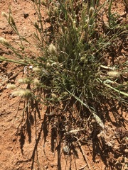 Enneapogon desvauxii