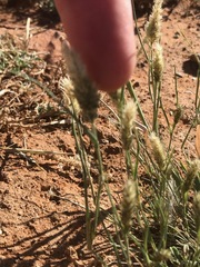 Enneapogon desvauxii