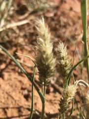 Enneapogon desvauxii