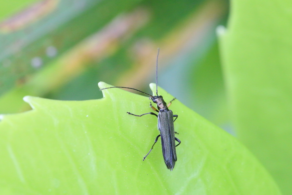 Oedemera manicata