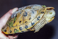 Trachemys gaigeae