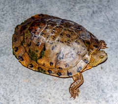 Trachemys gaigeae